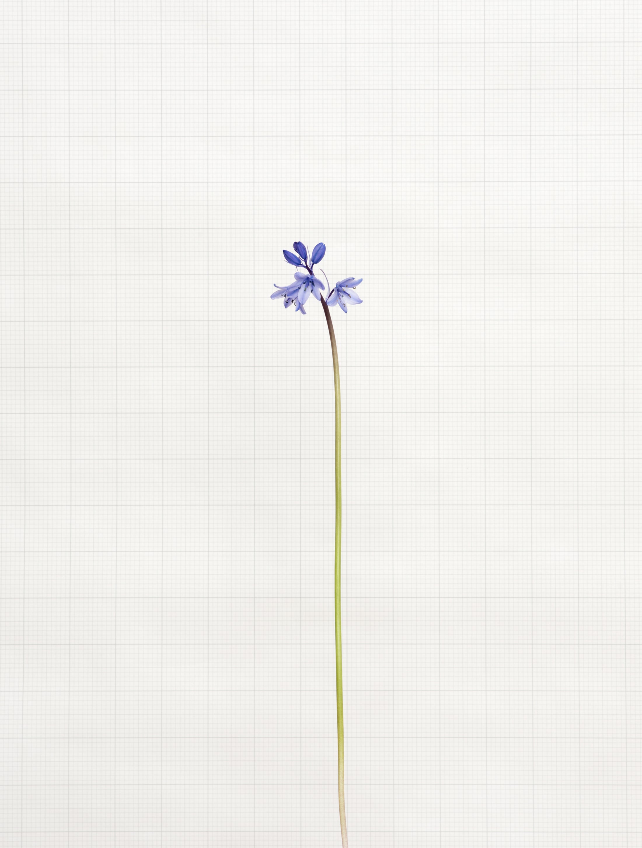 bluebell 5858