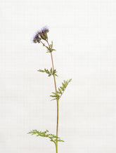 phacelia 7212