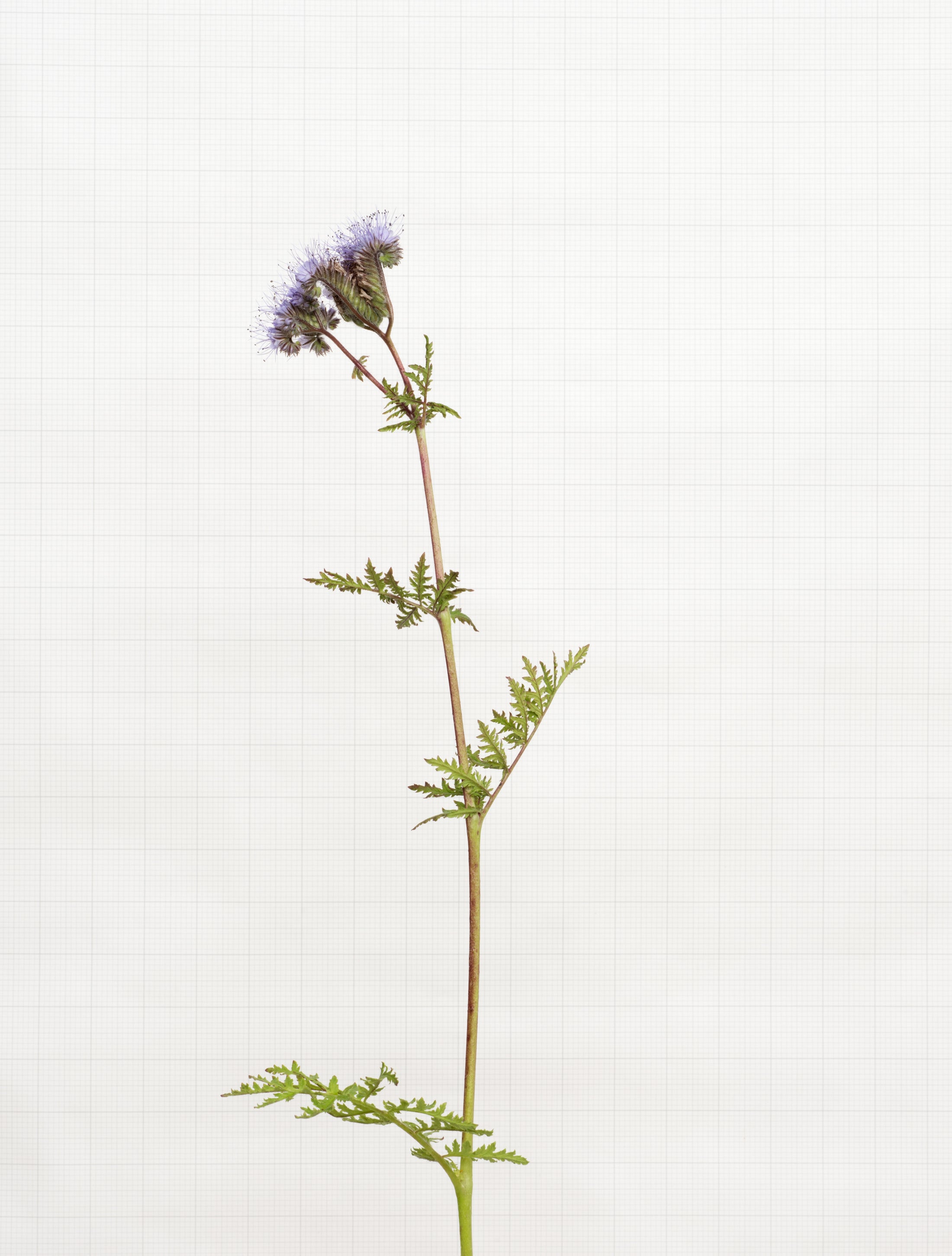 phacelia 7212