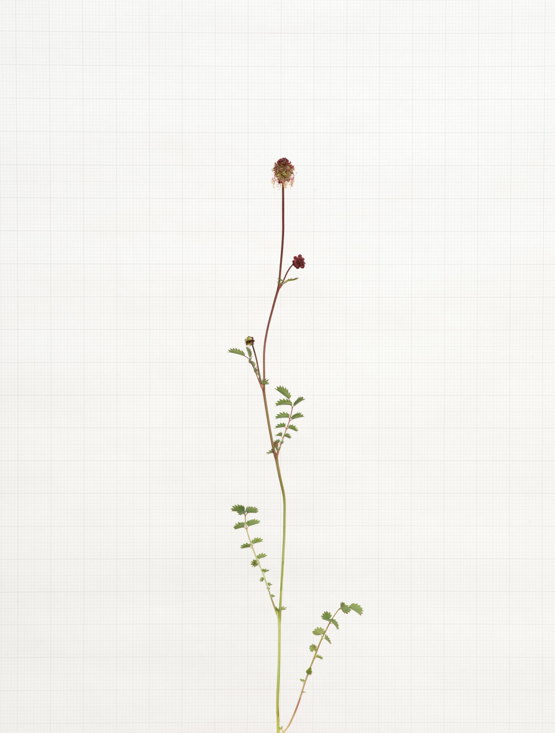 salad burnet 8721