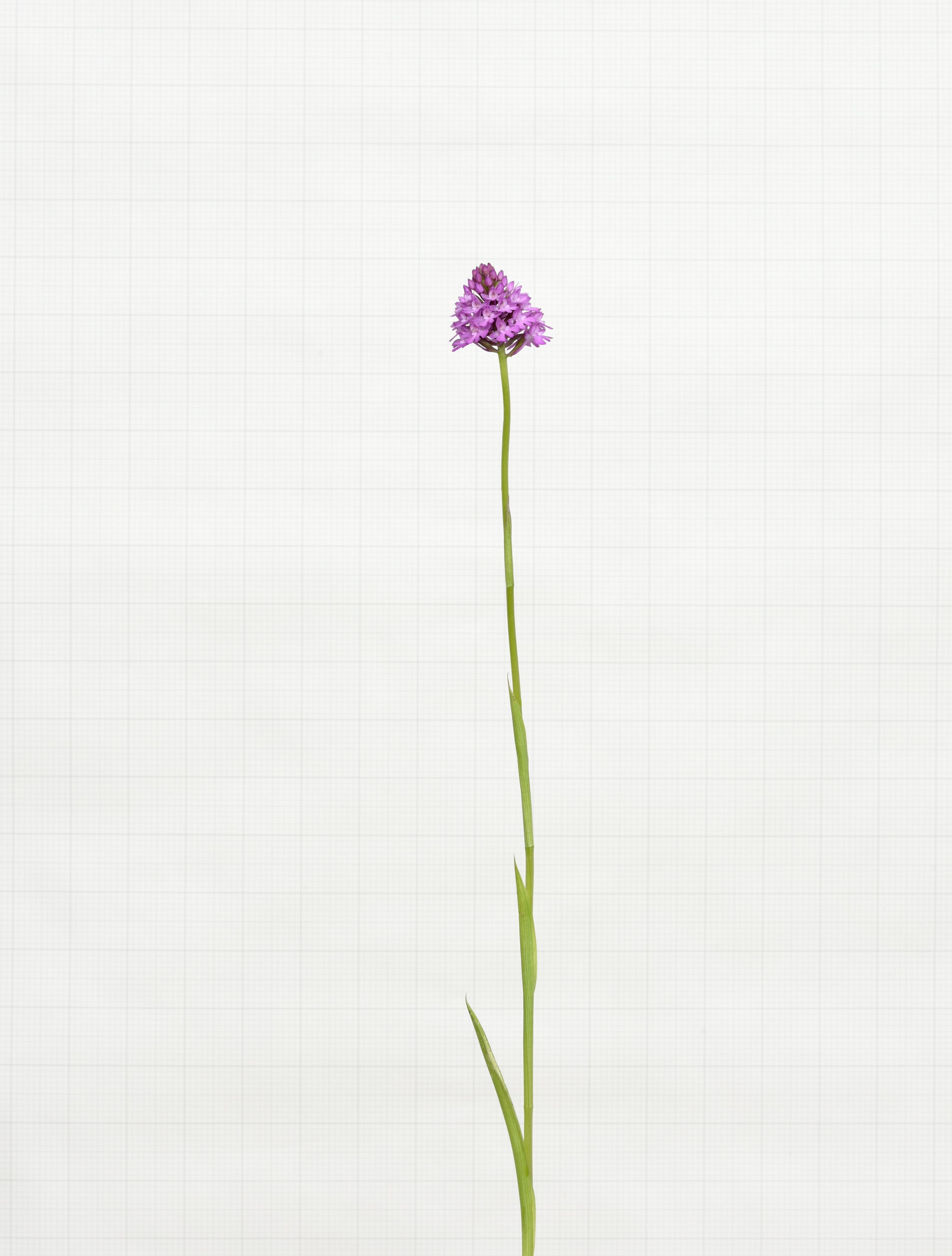 pyramidial orchid 7070