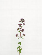 marjoram 8937