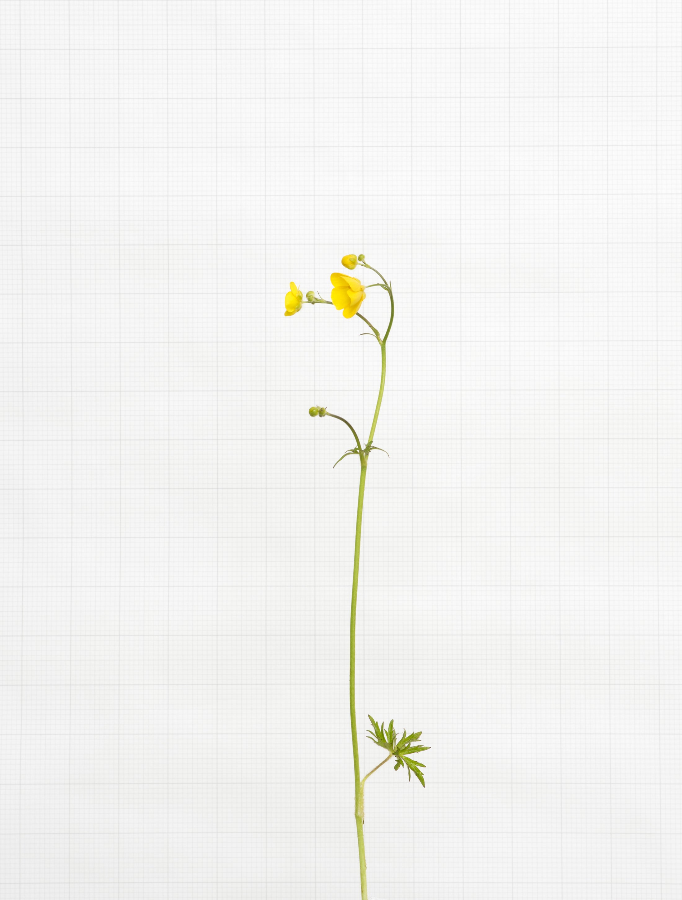 meadow buttercup 5958