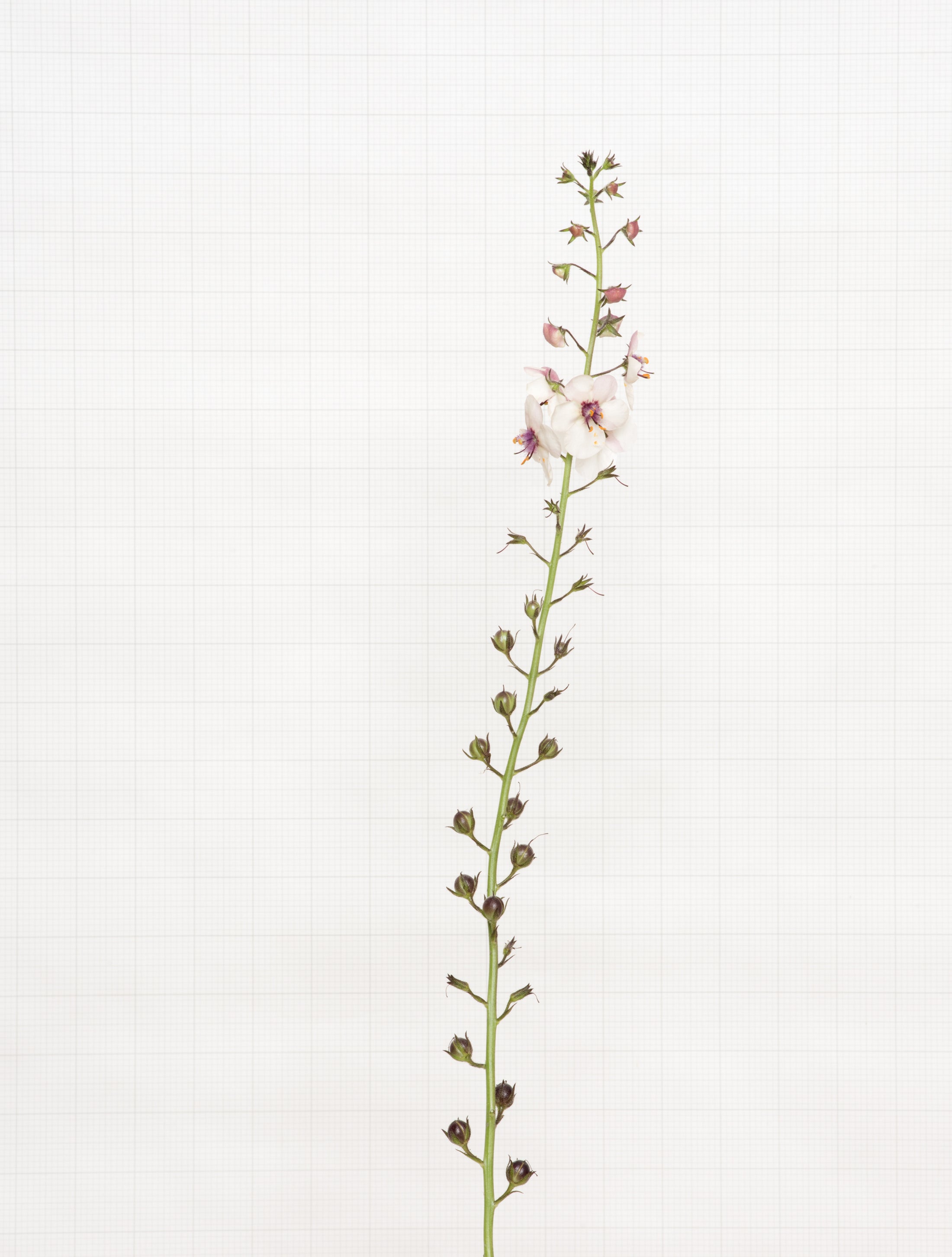 moth mullein 9115