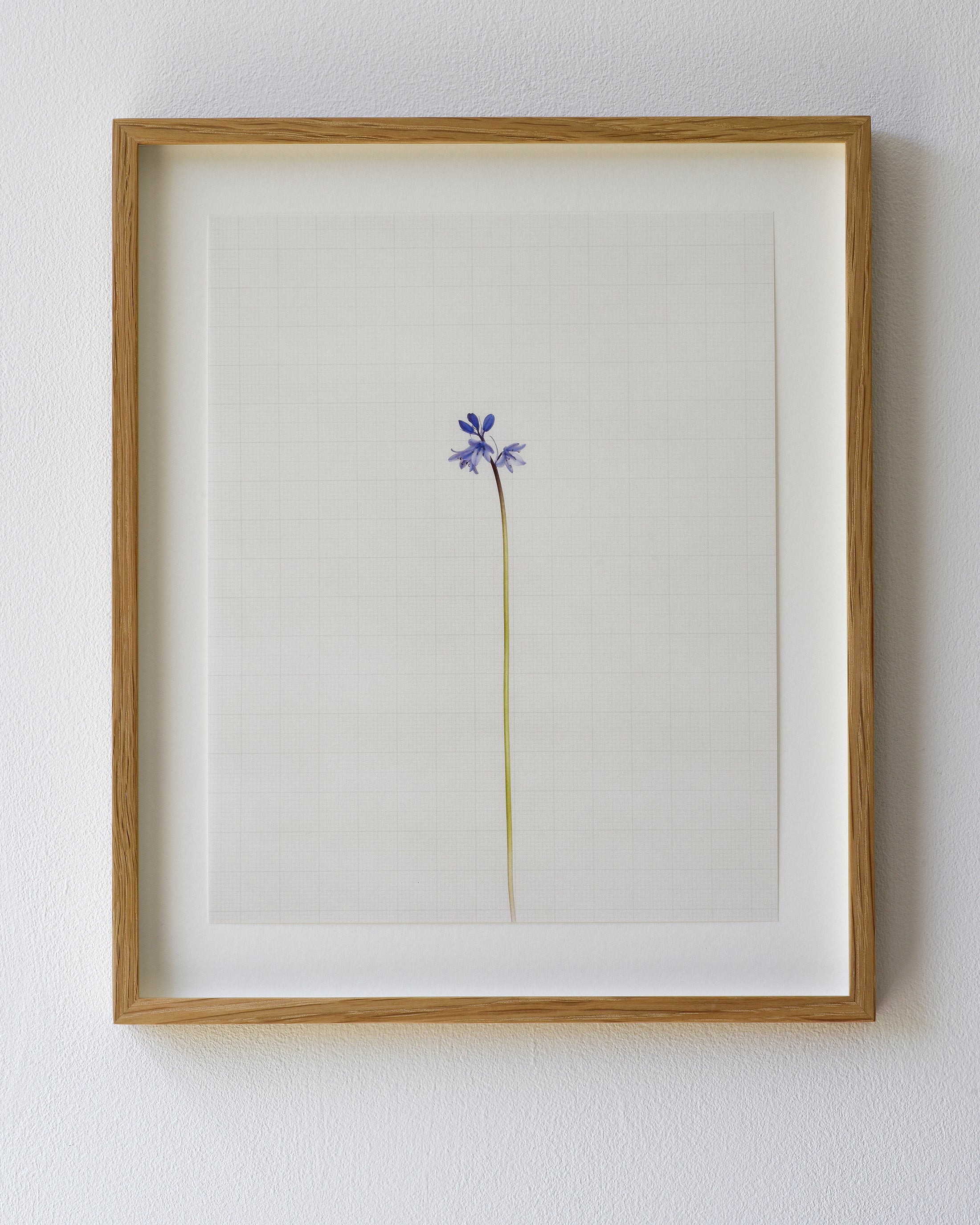 bluebell 5858