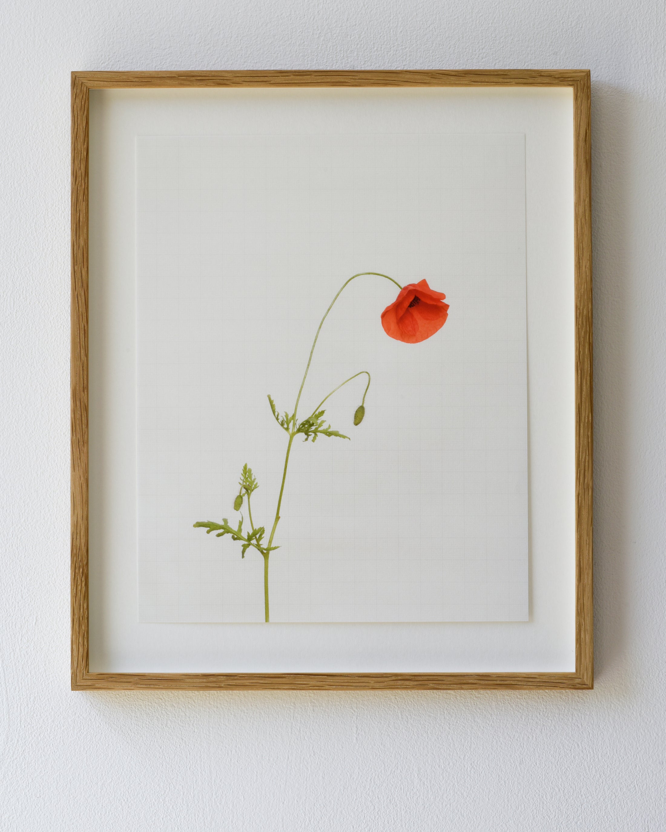 field poppy 7029