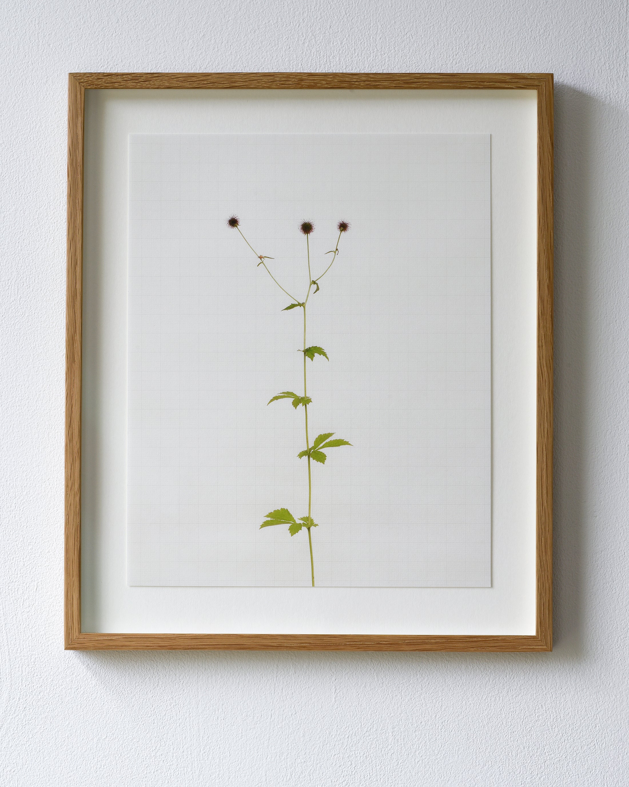 herb bennet 6734