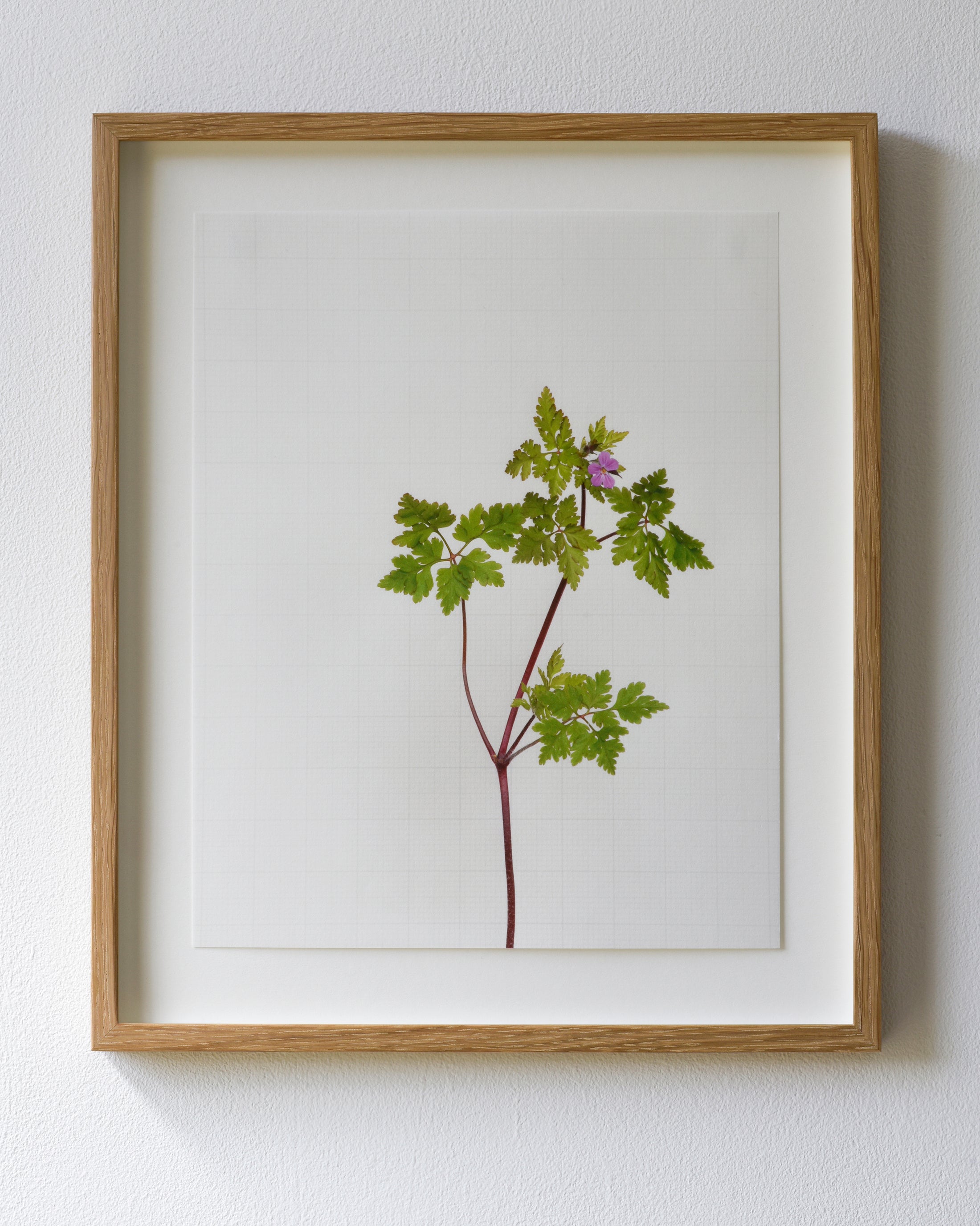 herb robert 6227