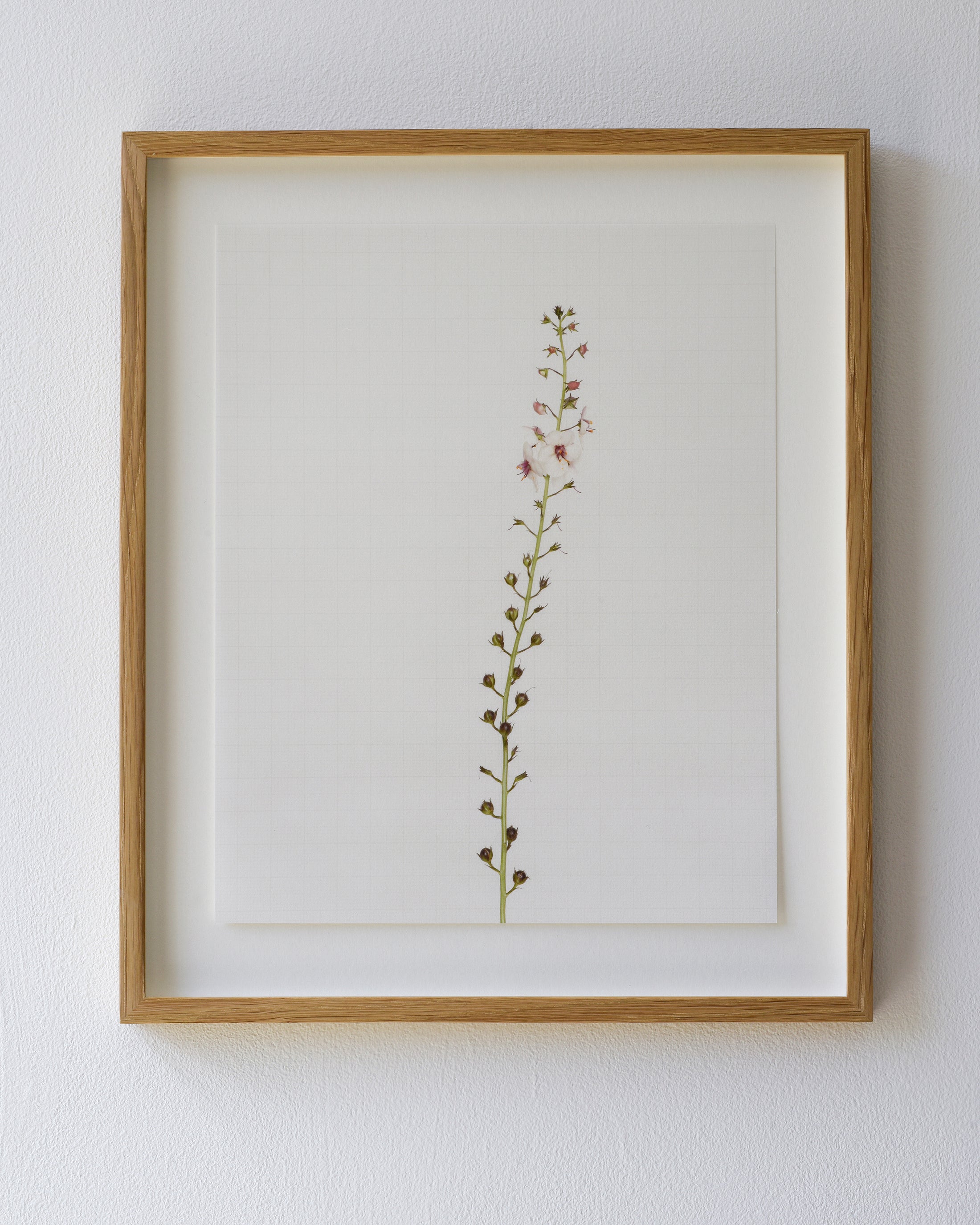 moth mullein 9115