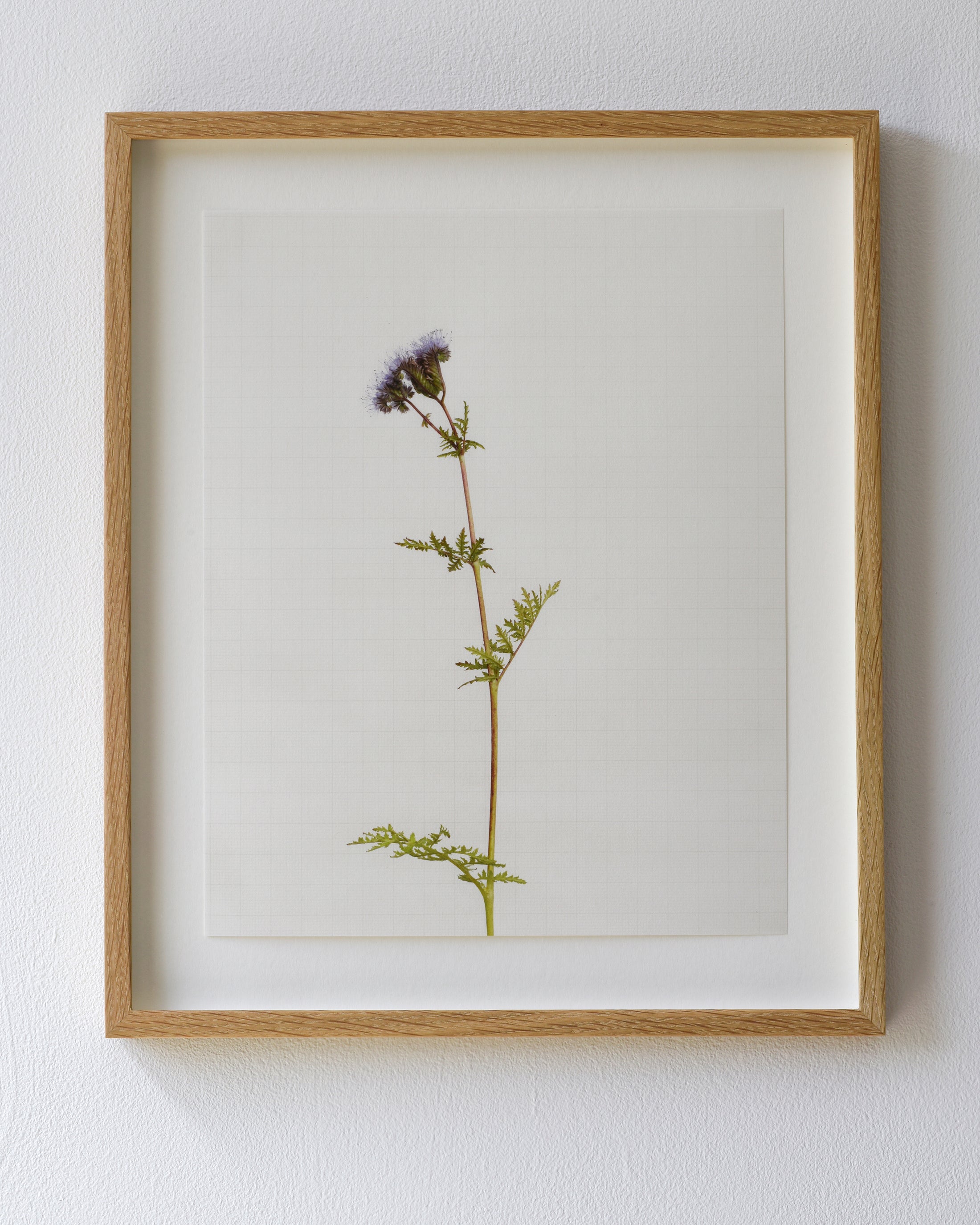 phacelia 7212