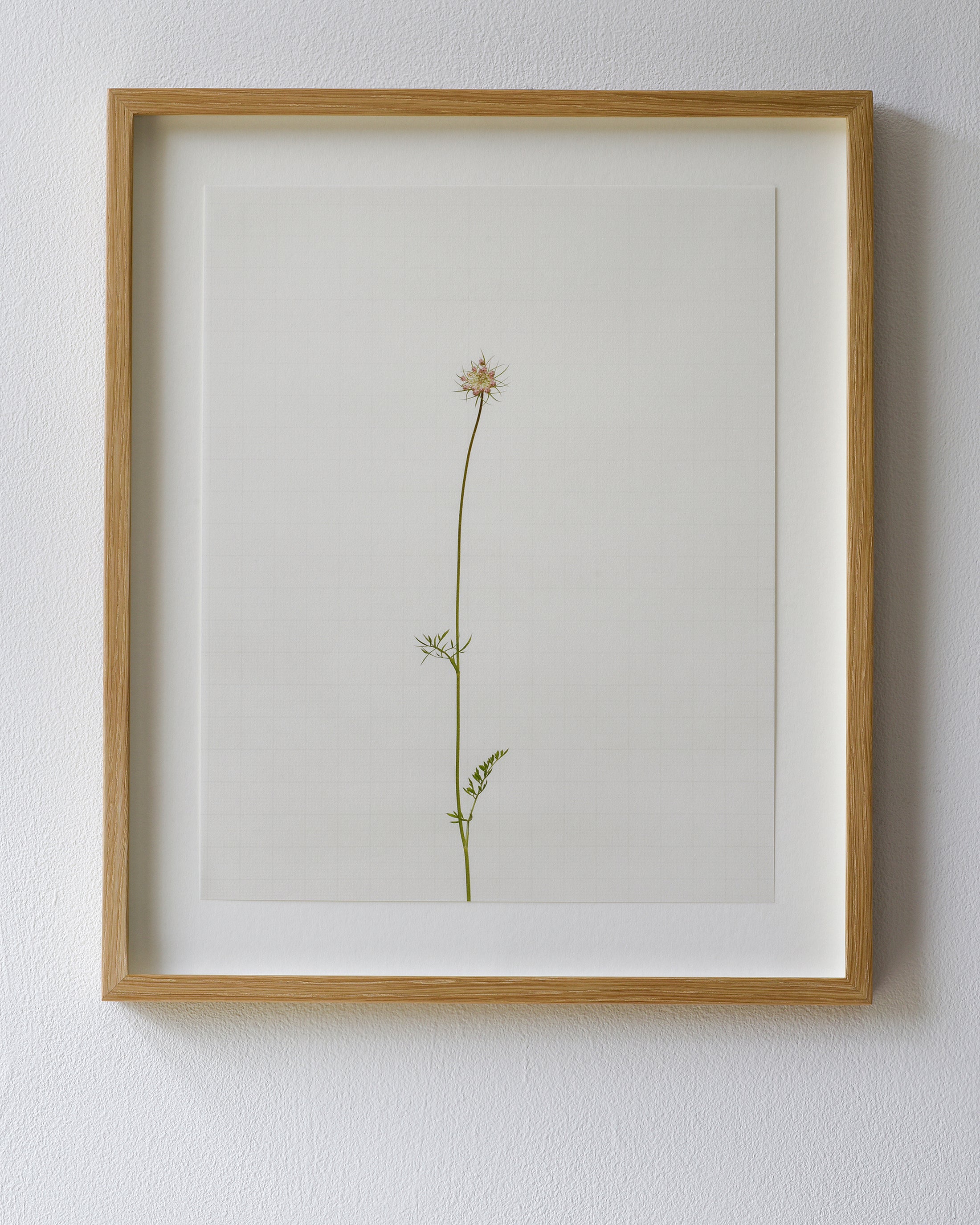 wild carrot 7265