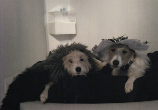 egg winter sale January 2010