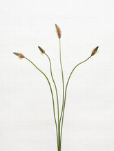 ribwort plantain 6793