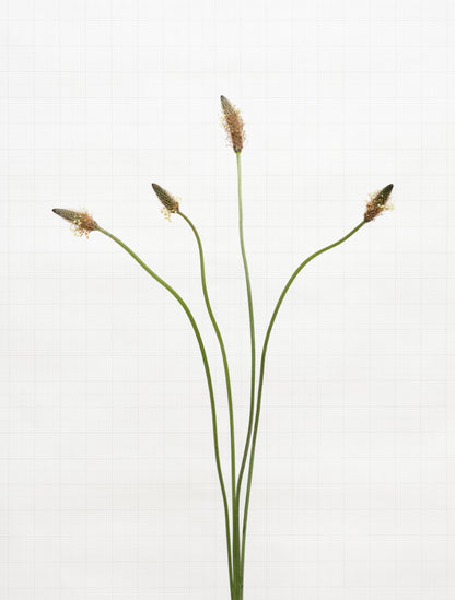 ribwort plantain 6793