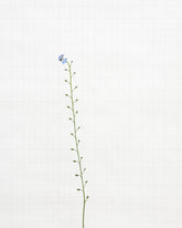 forget me not 6366