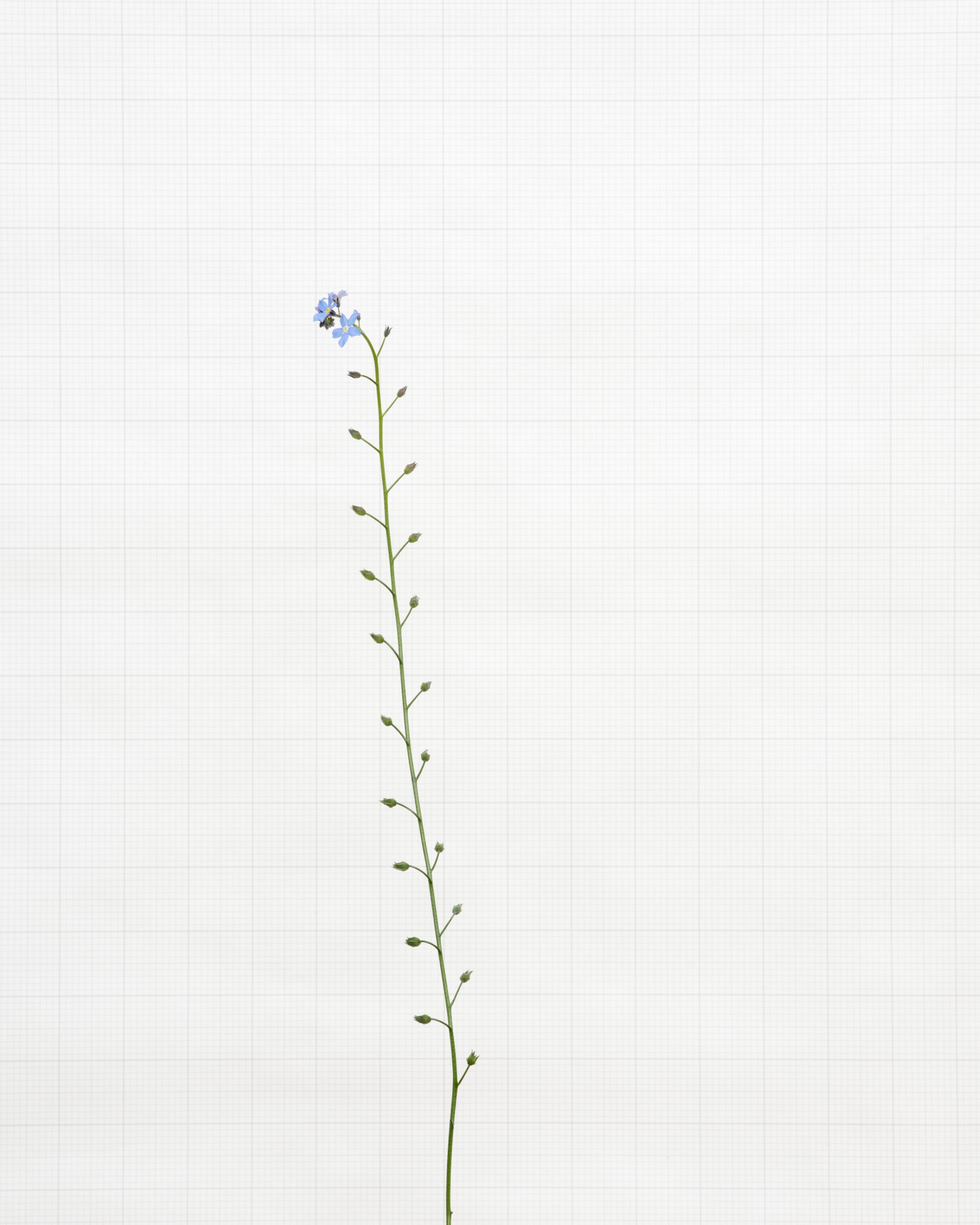 forget me not 6366