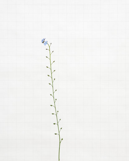 forget me not 6366