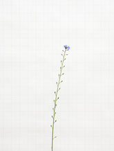 forget me not 6338