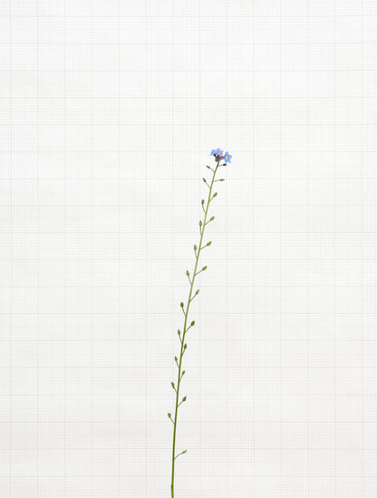 forget me not 6338