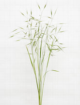 sterile brome 6477