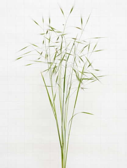 sterile brome 6477