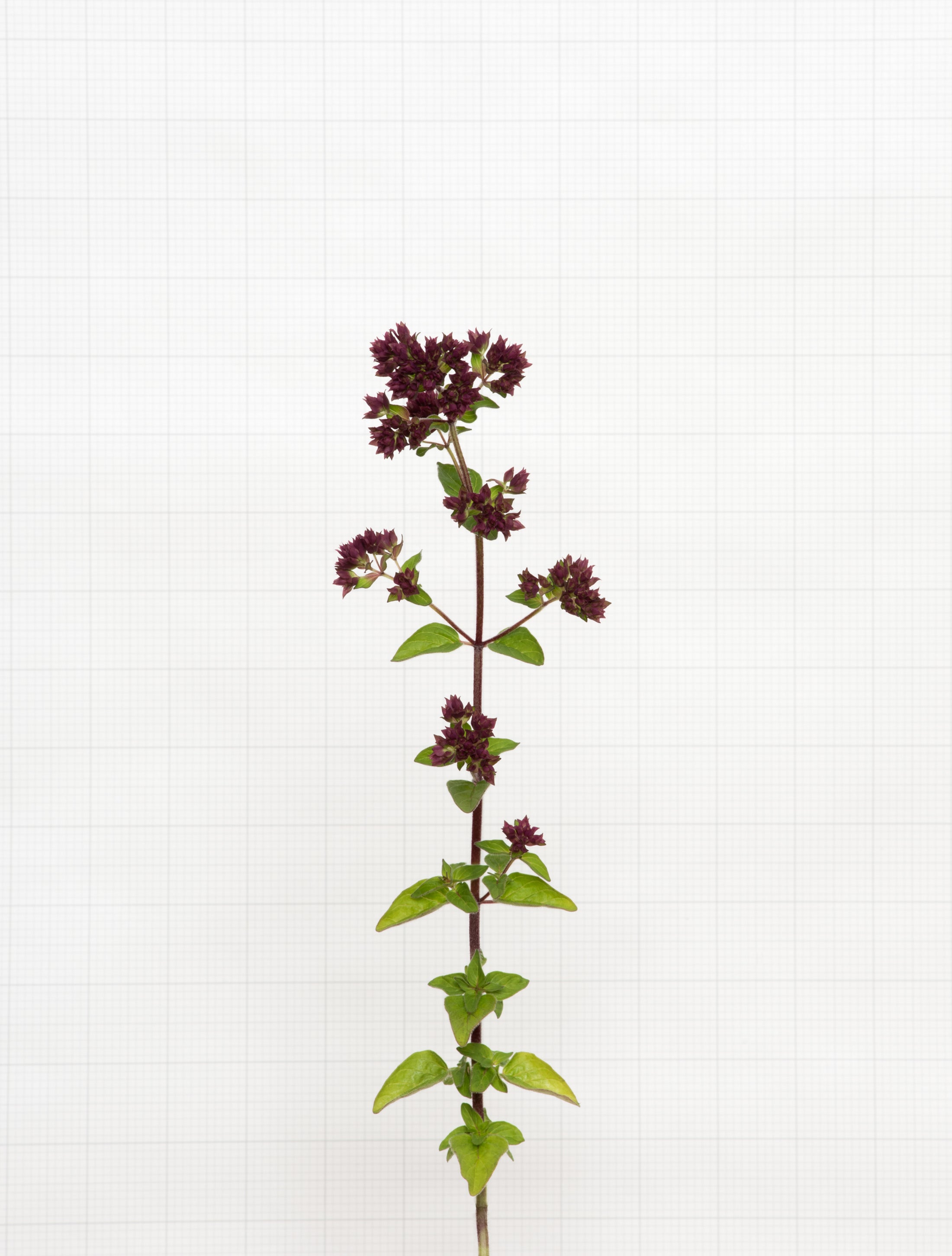 wild marjoram 6756