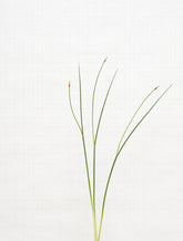 crow garlic 8637