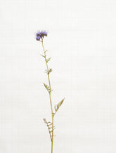 phacelia 7248