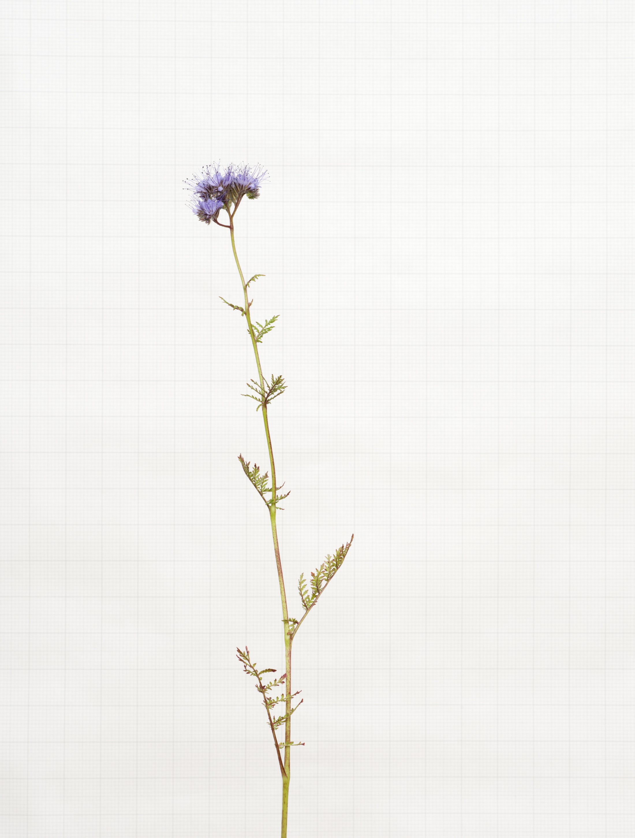phacelia 7248