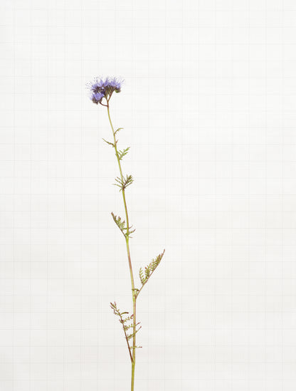 phacelia 7248
