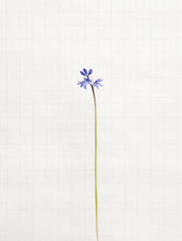 bluebell 5858