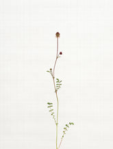 salad burnet 8721