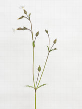 white campion 6437