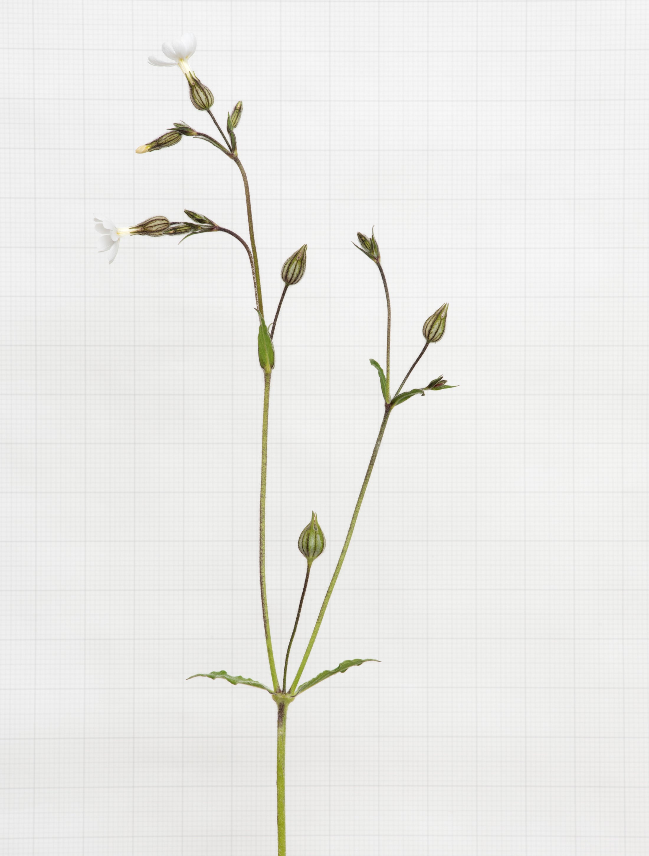 white campion 6437