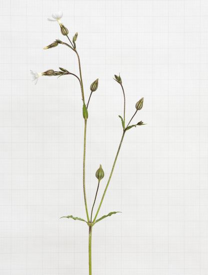 white campion 6437