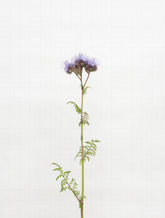 phacelia 7196