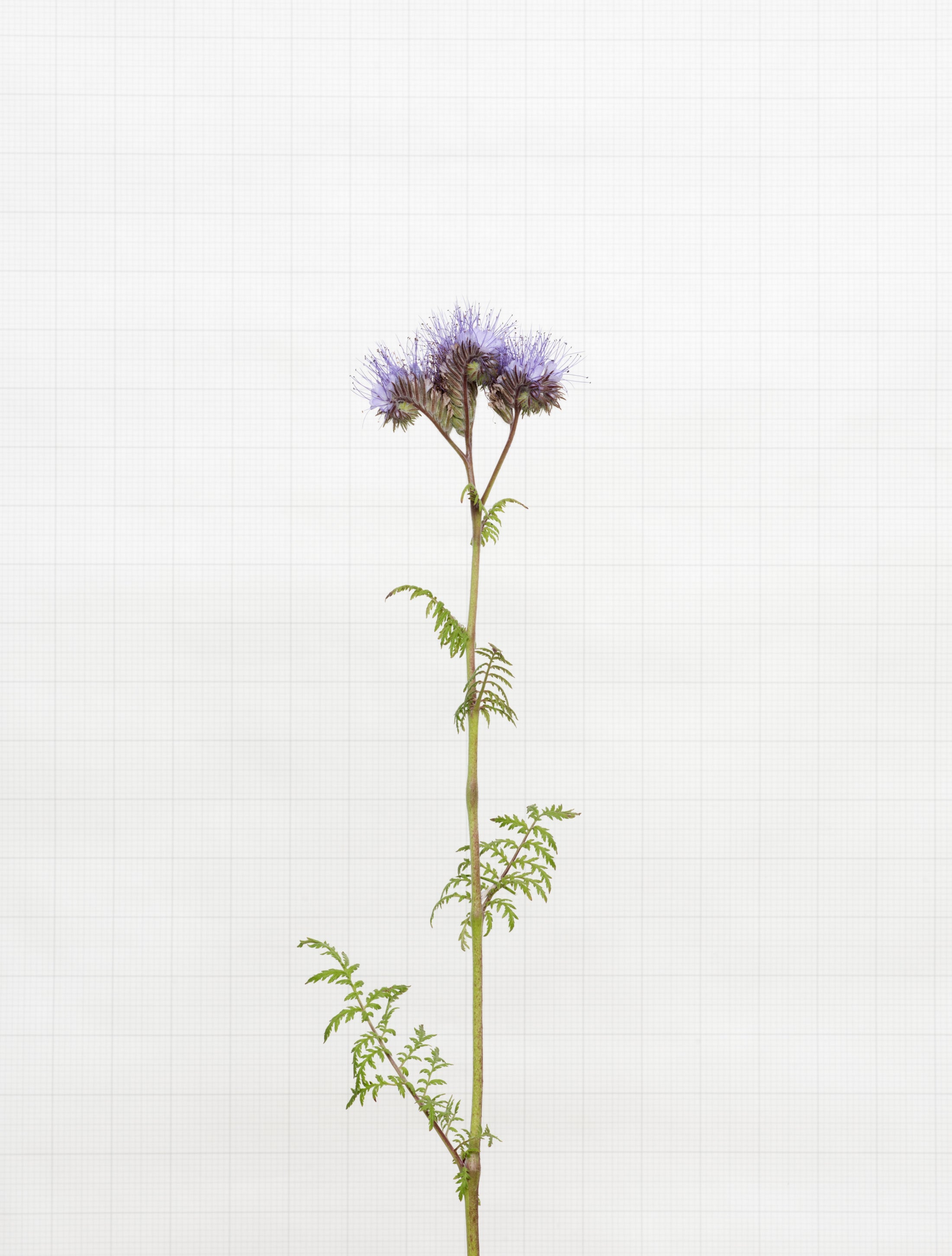 phacelia 7196