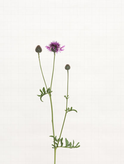 greater knapweed 9062