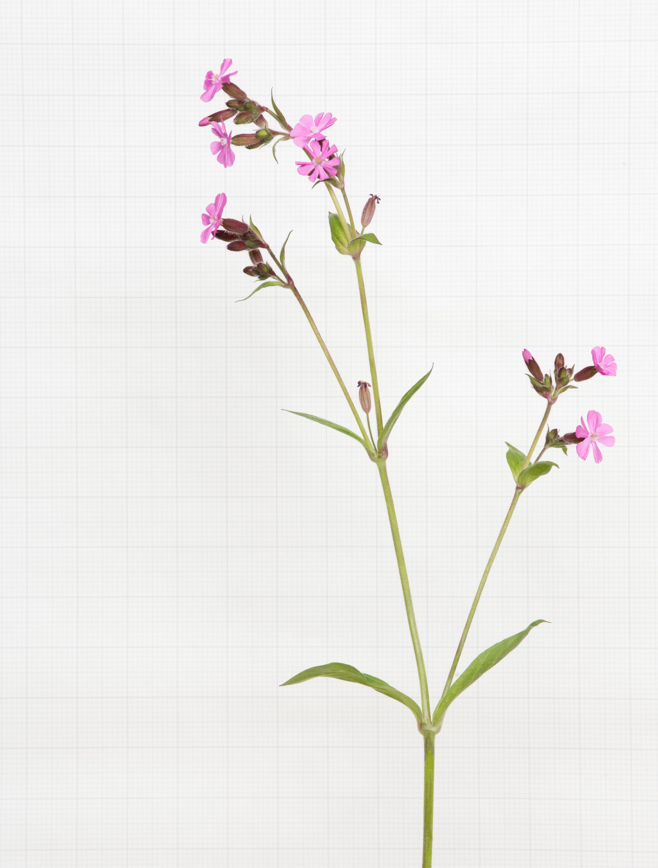 red campion 5487