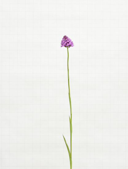 pyramidial orchid 7070