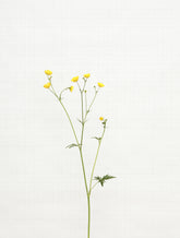 meadow buttercup 8520