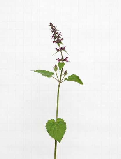 giant dead nettle 6599