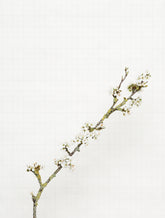 blackthorn 8176