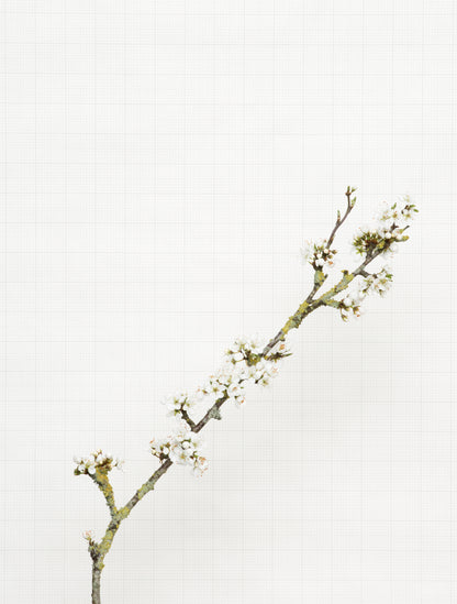 blackthorn 8176