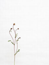 salad burnet 8709