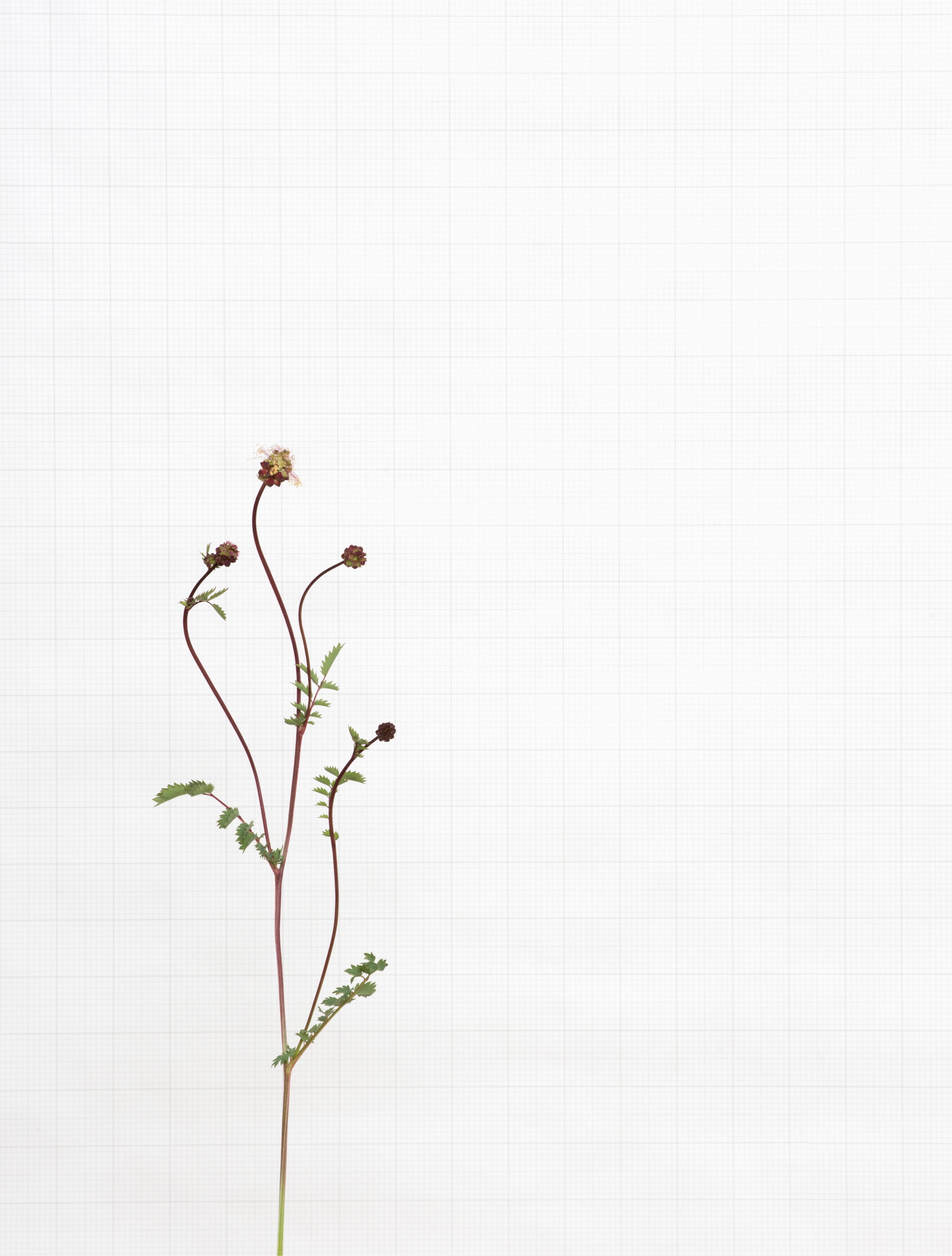 salad burnet 8709