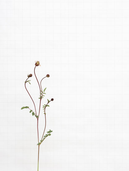 salad burnet 8709