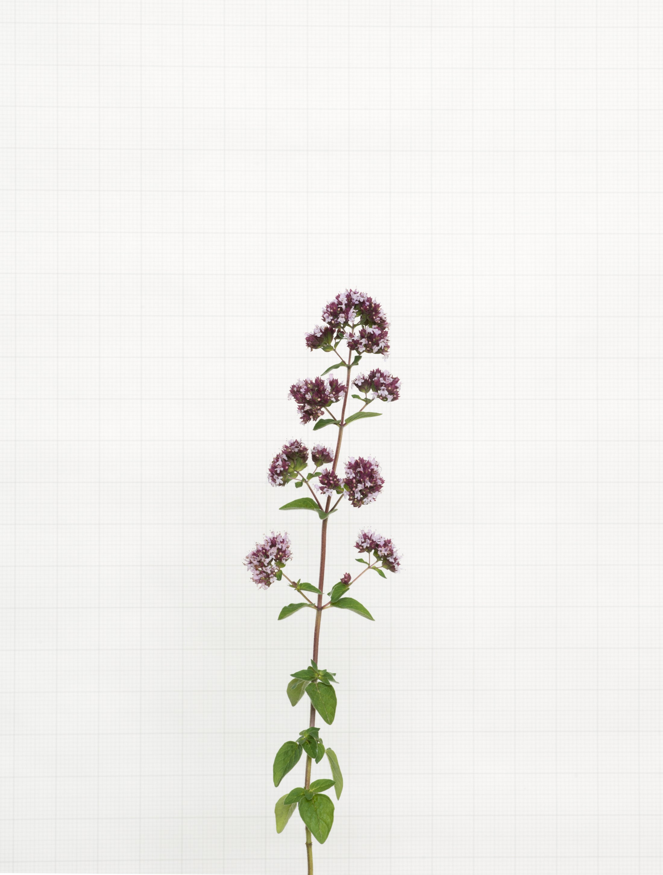 marjoram 8937