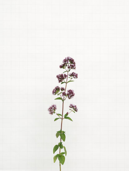 marjoram 8937