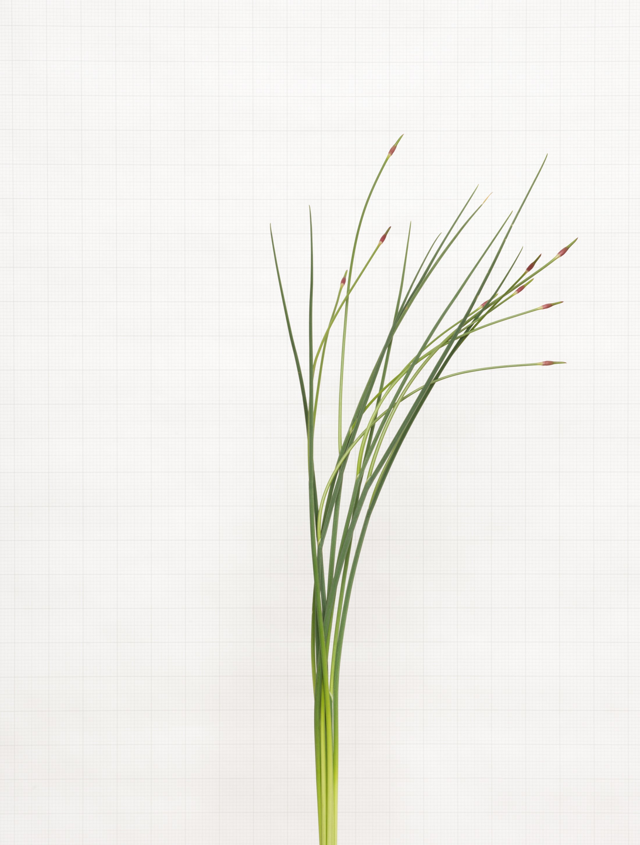 crow garlic 8655